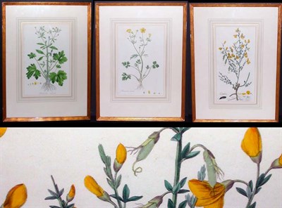 Lot 83 - Artist Unknown [FLOWER STUDIES] Four...
