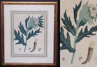 Lot 88 - Hocquart [FLOWER STUDIES] Three hand-colored...
