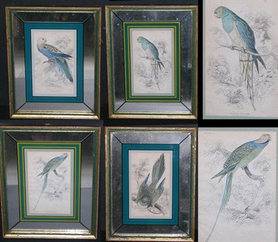 Lot 96 - After Edward Lear [PARROT STUDIES] Four...