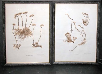 Lot 92 - Constantin von Ettingshausen and Alois Pokorny...