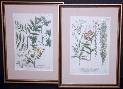 Lot 78 - After Johann Weinmann [FLORAL STUDIES] Two...