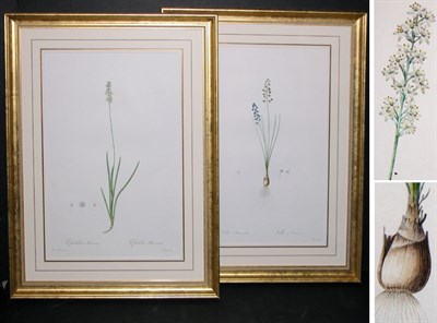 Lot 77 - After P. J. Redoute SCILLA AUTUMNALIS and...