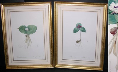 Lot 85 - After P. J. Redoute TRILLIUM SESSILE and...