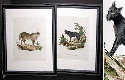 Lot 94 - Innocente Alessandri CARACAL and LUPO NERO Two...