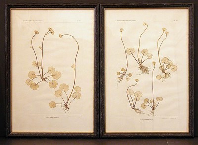 Lot 2086 - Constantin von Ettingshausen and Alois Pokorny...