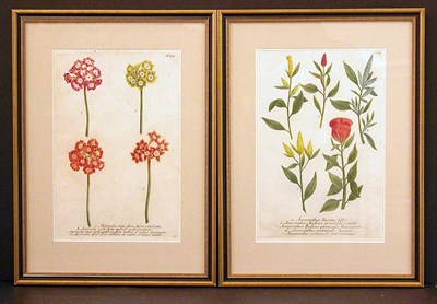 Lot 2082 - After Johann Weinmann [FLORAL STUDIES] Two...