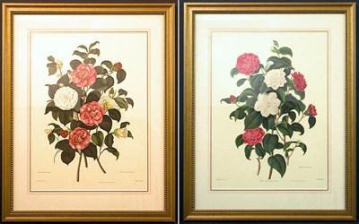 Lot 2095 - After Clara Maria Pope [CAMELLIA STUDIES] Two...