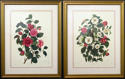 Lot 2079 - After Clara Maria Pope [CAMELLIA STUDIES] Two...