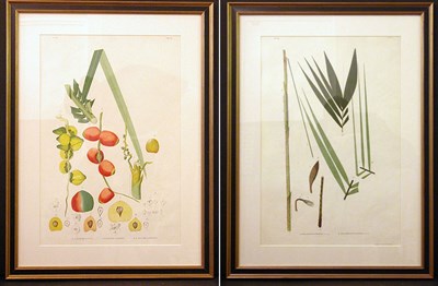 Lot 2084 - After Joao Barboza Rodrigues [PLANT STUDIES]...