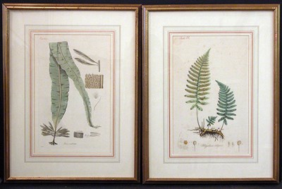 Lot 2093 - Artist Unknown [PLANT STUDIES] Four...