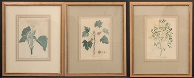 Lot 2078 - Hocquart [FLORAL STUDIES] Three hand-colored...