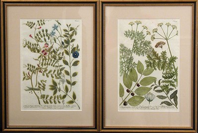 Lot 96 - After Johann Weinmann [FLORAL STUDIES] Two...