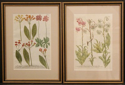 Lot 110 - After Johann Weinmann [FLORAL STUDIES] Two...