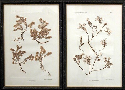 Lot 82 - Constantin von Ettingshausen and Alois Pokorny...