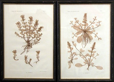 Lot 92 - Constantin von Ettingshausen and Alois Pokorny...