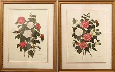 Lot 100 - After Clara Maria Pope [CAMELLIA STUDIES] Two...