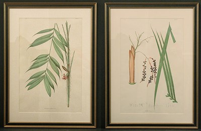 Lot 77 - After Joao Barboza Rodrigues [PLANT STUDIES]...