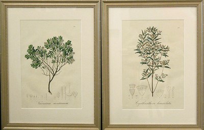 Lot 116 - Johann Baptist Emanuel Pohl [PLANT STUDIES]...