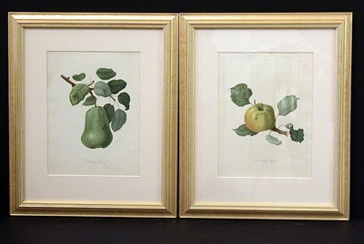 Lot 114 - William Hooker THE COLMAR PEAR Hand-colored...