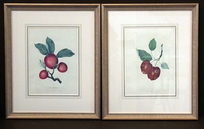 Lot 106 - After Thomas Andrew Knight THE FOXWHELP and...