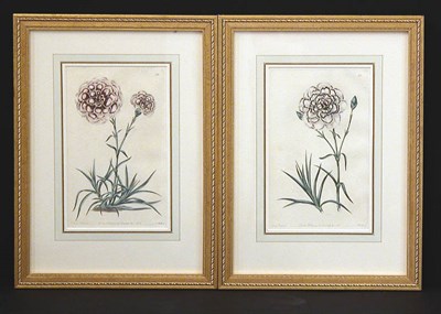 Lot 87 - After E. D. Smith [CARNATION STUDIES] Two hand-...