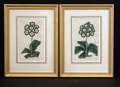 Lot 98 - After E. D. Smith [AURICULA STUDIES] Two...
