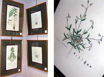 Lot 88 - Artist Unknown [PLANT STUDIES] Four...