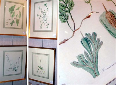 Lot 113 - Artist Unknown [PLANT STUDIES] Four...