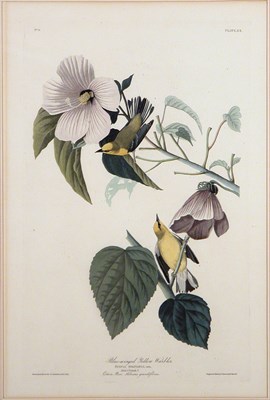 Lot 2046 - After John James Audubon BLUE-WINGED YELLOW...