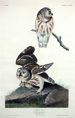 Lot 2054 - After John James Audubon LITTLE OWL...