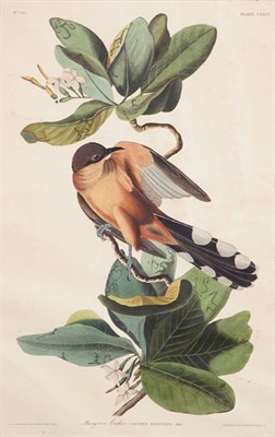 Lot 2052 - After John James Audubon MANGROVE CUCKOO...