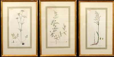 Lot 79 - Artist Unknown [PLANT STUDIES] Three...