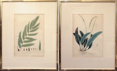 Lot 86 - M. Gauci, lithographers [PLANT STUDIES] Two...