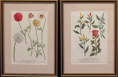 Lot 83 - After Johann Weinmann [FLORAL STUDIES] Two...