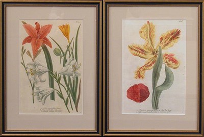 Lot 98 - After Johann Weinmann [FLORAL STUDIES] Two...