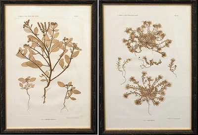 Lot 100 - Constantin von Ettingshausen and Alois Pokorny...