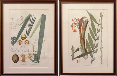 Lot 87 - After Joao Barboza Rodrigues [PLANT STUDIES]...