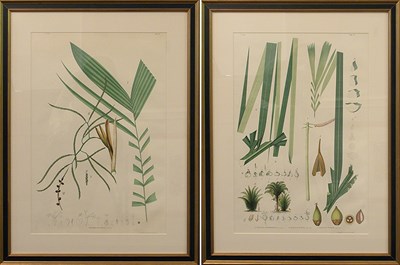 Lot 93 - After Joao Barboza Rodrigues [PLANT STUDIES]...