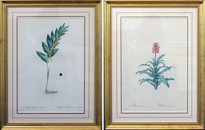 Lot 85 - After P. J. Redoute VELTHEIMIA GLAUCA and...