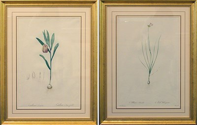 Lot 81A - After P. J. Redoute ALLIUM MUTABILE and...
