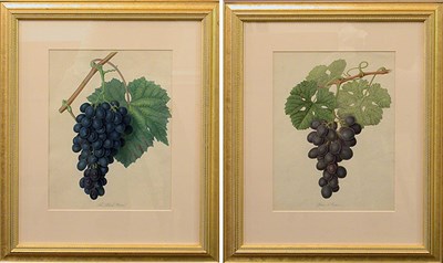 Lot 78 - William Hooker BLACK PRINCE Hand-colored color...