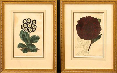 Lot 101 - After E. D. Smith [FLOWER STUDIES] Two...