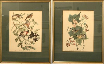 Lot 88 - After John James Audubon BLACK & YELLOW...