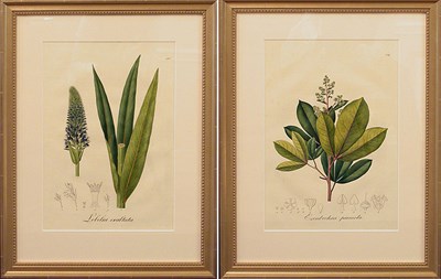 Lot 103 - Johann B. E. Pohl LOBELIA EXALTATA and...