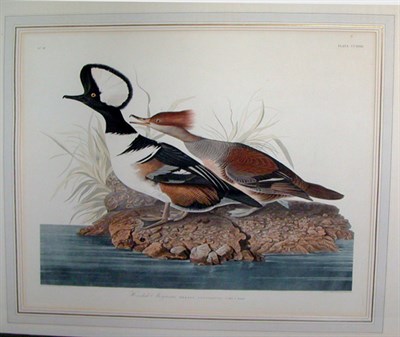 Lot 2055 - After John James Audubon HOODED MERGANSER Hand-...