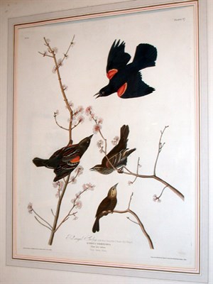 Lot 2047 - After John James Audubon RED-WINGED STARLING...