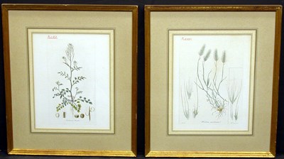 Lot 1074 - Artist Unknown [PLANT STUDIES] Three...