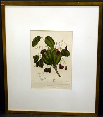 Lot 1066 - After Mme Bertha Hoola van Nooten SYZYGUIM...