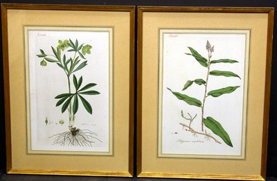 Lot 1052 - Artist Unknown [FLOWER STUDIES] Two...
