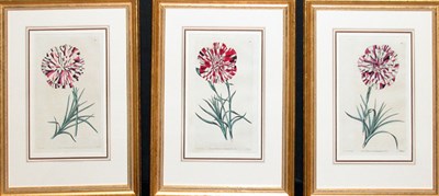 Lot 2067 - After E. D. Smith [CARNATION STUDIES] Three...